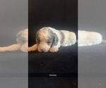 Puppy Smoke Bernedoodle (Miniature)
