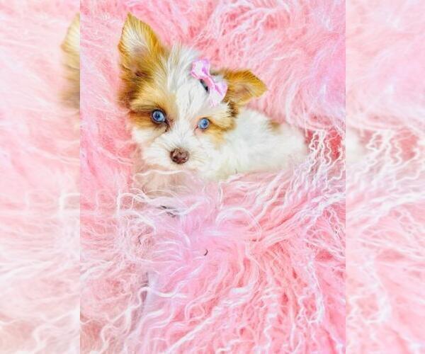 Medium Photo #1 Yorkshire Terrier Puppy For Sale in TAMPA, FL, USA