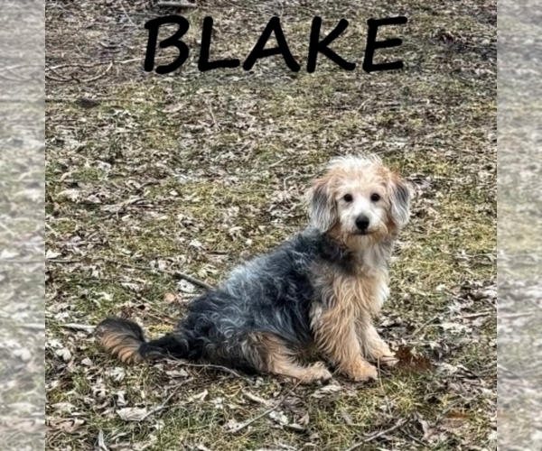 Medium Photo #1 YorkiePoo Puppy For Sale in HARTLAND, MN, USA