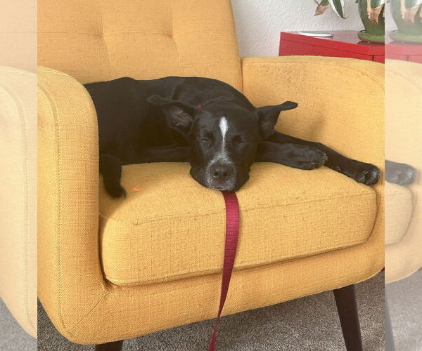 Medium Photo #5 Shepradors Puppy For Sale in HOUSTON, TX, USA