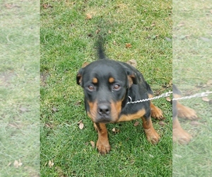 Rottweiler Puppy for sale in HOOPESTON, IL, USA