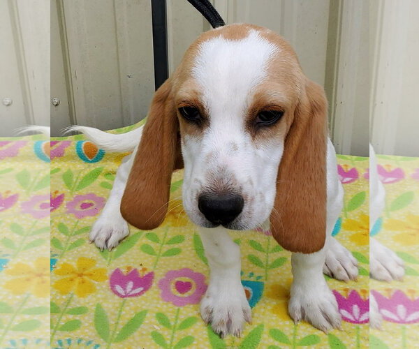 Medium Photo #1 Beagle Puppy For Sale in Mountain View, MO, USA
