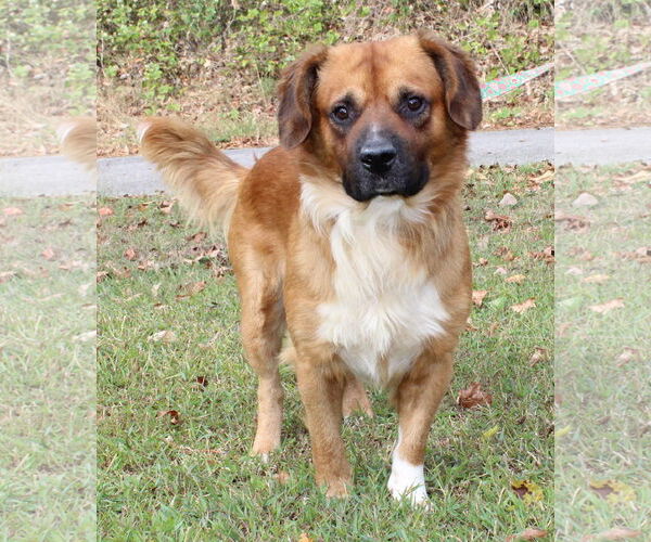 Medium Photo #1 Mutt Puppy For Sale in Prattville, AL, USA