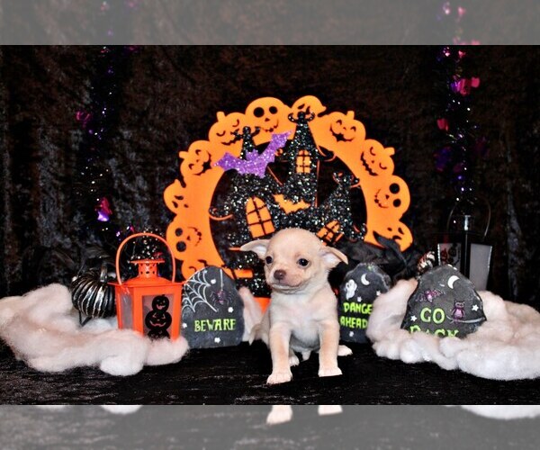 Medium Photo #1 Chihuahua Puppy For Sale in CHARLESTON, AR, USA