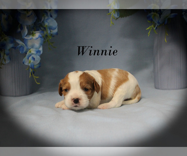 Medium Photo #7 Cavalier King Charles Spaniel Puppy For Sale in CHANUTE, KS, USA