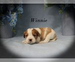 Small #6 Cavalier King Charles Spaniel