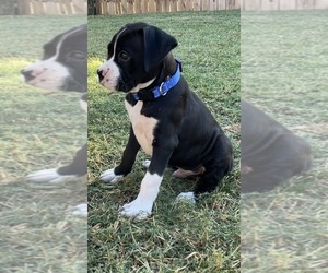 Boxer Puppy for Sale in TOMBALL, Texas USA