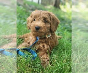 Goldendoodle Puppy for sale in MARSHFIELD, MA, USA