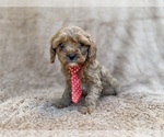 Small #4 Cavapoo (Miniature)