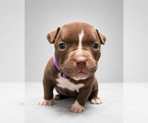 Medium American Bully