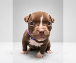 Puppy Female 3 American Bully