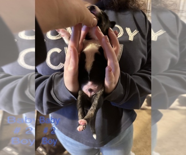 Medium Photo #24 Border-Aussie Puppy For Sale in MADRID, IA, USA