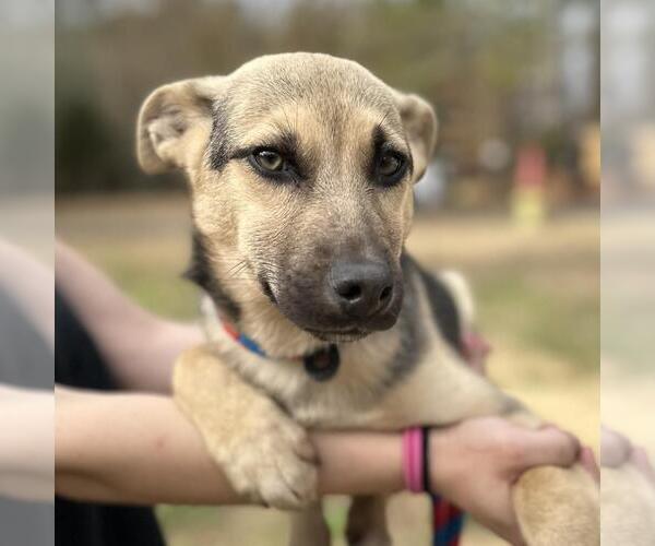 Medium Photo #1 Mutt Puppy For Sale in Yardley, PA, USA