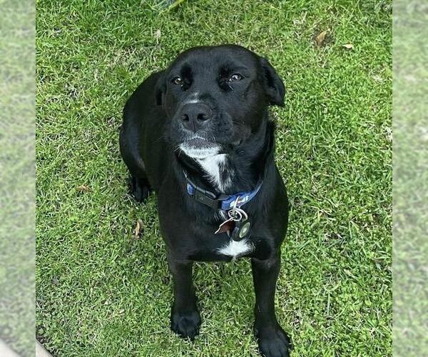 Medium Photo #8 Labrador Retriever-Unknown Mix Puppy For Sale in San Diego, CA, USA