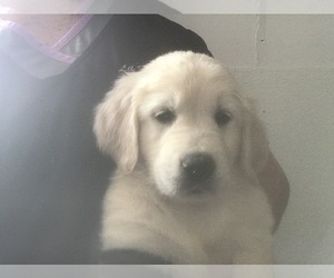 Golden Retriever Puppy for sale in PARKER, CO, USA