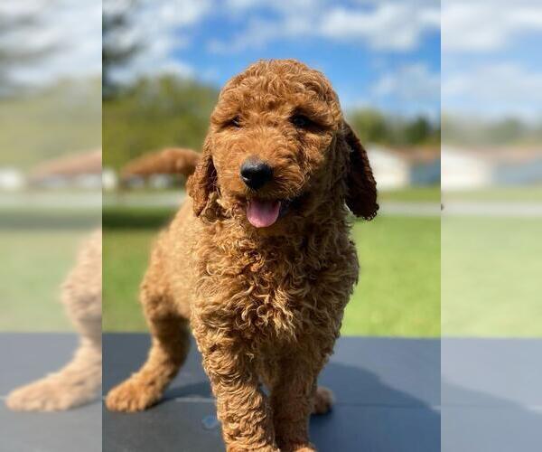 Medium Photo #4 Goldendoodle Puppy For Sale in KISSIMMEE, FL, USA