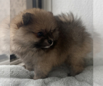 Small Photo #2 Pomeranian Puppy For Sale in HUNTINGTON BEACH, CA, USA
