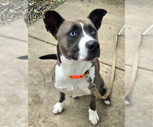 Siberian Husky-Unknown Mix Dogs for adoption in Sacramento, CA, USA