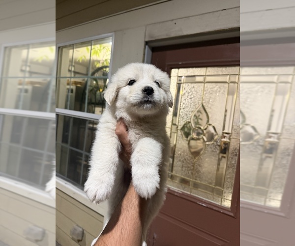 Medium Photo #1 Great Pyrenees Puppy For Sale in DEL VALLE, TX, USA