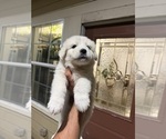 Small Great Pyrenees