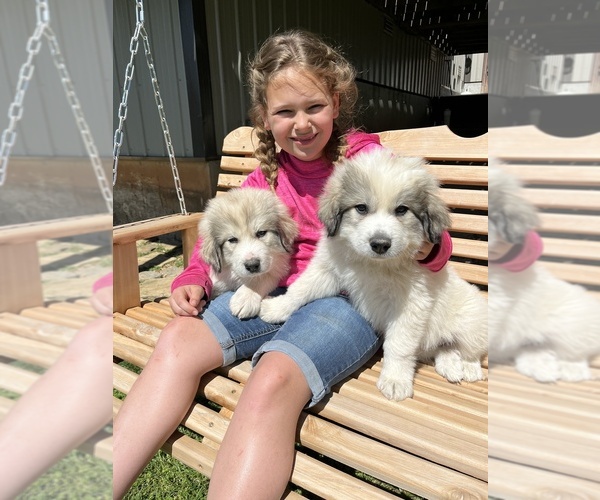Medium Photo #12 Great Pyrenees Puppy For Sale in KIRBYVILLE, MO, USA