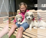 Small #11 Great Pyrenees