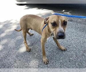 American Pit Bull Terrier Dogs for adoption in Houston, TX, USA