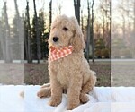 Small Photo #9 Goldendoodle Puppy For Sale in TIMBERLAKE, NC, USA