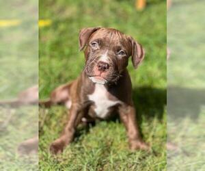 American Bully Puppy for sale in Etobicoke, Ontario, Canada