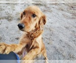 Small Photo #1 Golden Retriever Puppy For Sale in BLACK FOREST, CO, USA
