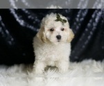 Small Photo #25 Maltipoo (Miniature) Puppy For Sale in WARSAW, IN, USA