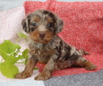 Small Photo #16 Cavapoo Puppy For Sale in THORP, WI, USA