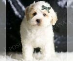 Small Photo #10 Maltipoo (Miniature) Puppy For Sale in WARSAW, IN, USA