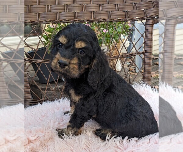 Medium Photo #6 Cock-A-Poo Puppy For Sale in SALEM, MO, USA