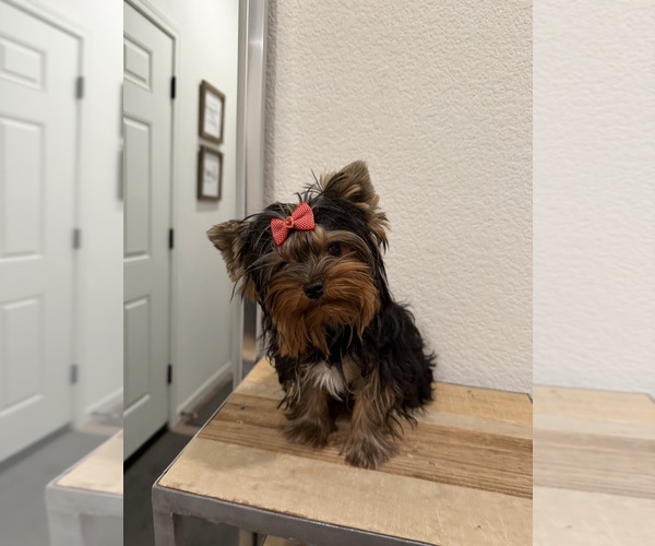 Medium Photo #1 Yorkshire Terrier Puppy For Sale in ROSEVILLE, CA, USA
