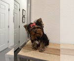 Small Yorkshire Terrier
