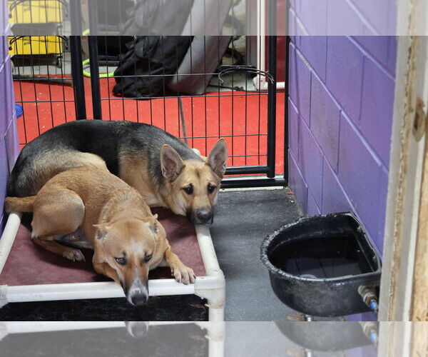 Medium Photo #10 German Shepherd Dog Puppy For Sale in Sebec, ME, USA