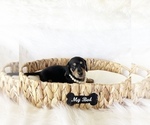 Small #3 Dachshund