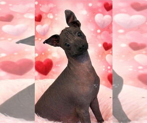 Mutt Dogs for adoption in oakland, FL, USA