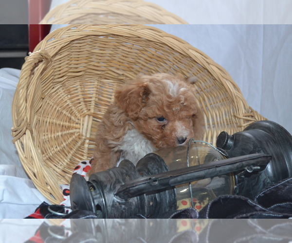 Medium Photo #13 Cavapoo (Miniature)-Poodle (Toy) Mix Puppy For Sale in GREENWOOD, WI, USA