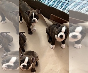 Boston Terrier Puppy for sale in FALLON, NV, USA
