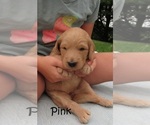 Small Photo #9 Goldendoodle Puppy For Sale in PERRYSVILLE, OH, USA