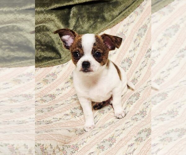 Medium Photo #3 Chihuahua Puppy For Sale in MOUNT AIRY, NC, USA