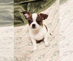 Small #2 Chihuahua