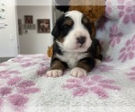 Small Photo #2 Bernese Mountain Dog Puppy For Sale in ATKINSON, NE, USA