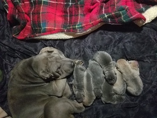 Chinese Shar-Pei Puppy for sale in MERIDIAN, ID, USA