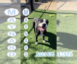Mutt Dogs for adoption in HESPERIA, CA, USA