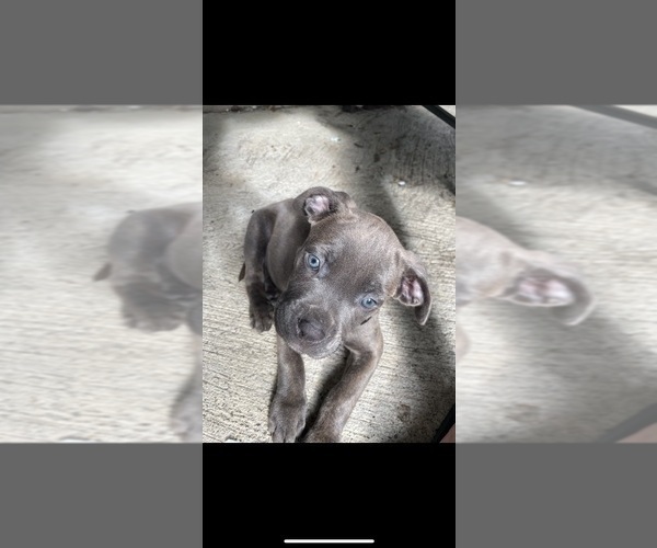 Medium Photo #1 Cane Corso Puppy For Sale in TROY, NY, USA