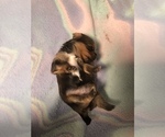 Small Photo #3 Shorkie Tzu-Yorkshire Terrier Mix Puppy For Sale in SARASOTA, FL, USA