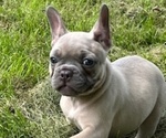 Small #1 French Bulldog